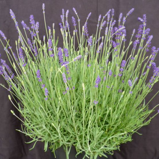 Lavande twickel purple pot de 3l - 20/40 cm