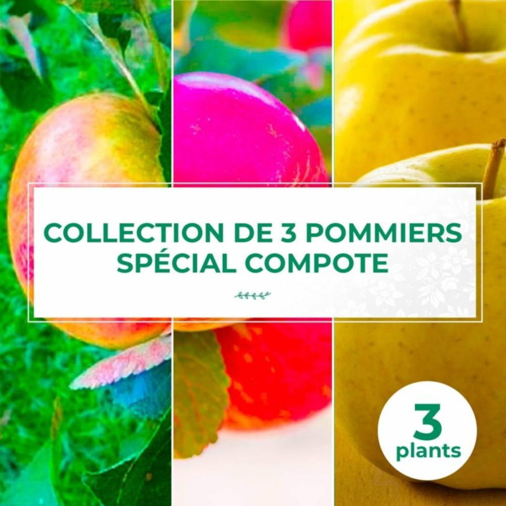 Collection 3 pommiers spécial compotes