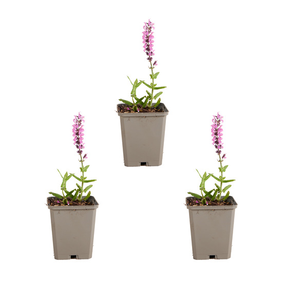 Lot de 3 - sauge sensation deep rose - floraison rose - h. 10-20 cm