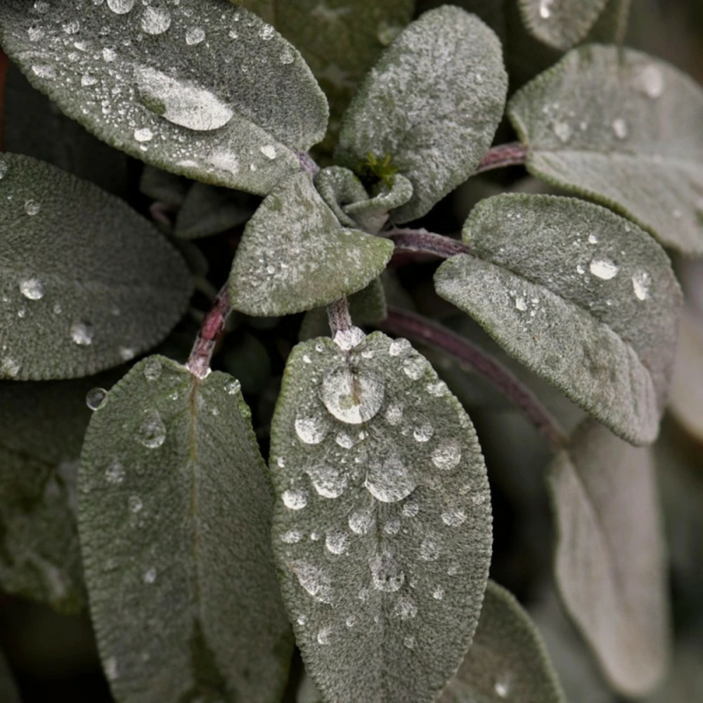 Sauge officinale pourpre - prêt à consommer pot de 1 litre