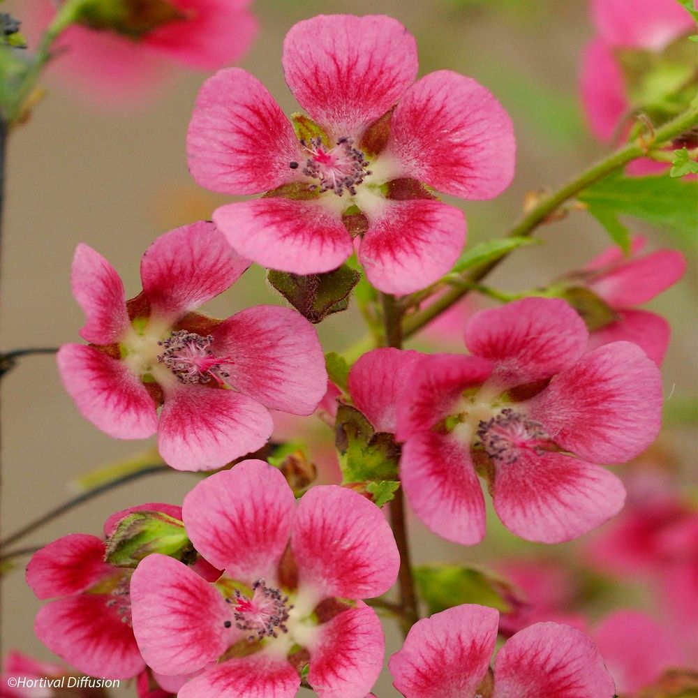 Mauve arbustive du cap 'el rayo' pot de 3l/4l