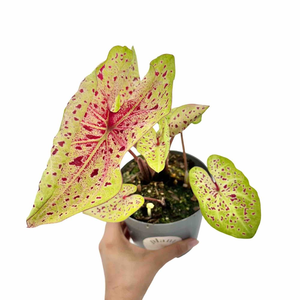 Caladium miss muffet - pot de 13cm - plantes d'intérieur