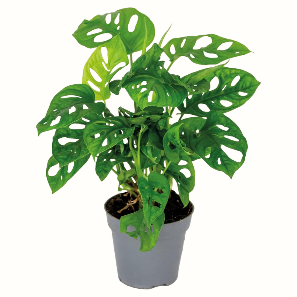 Monstera adansonii - 25cm