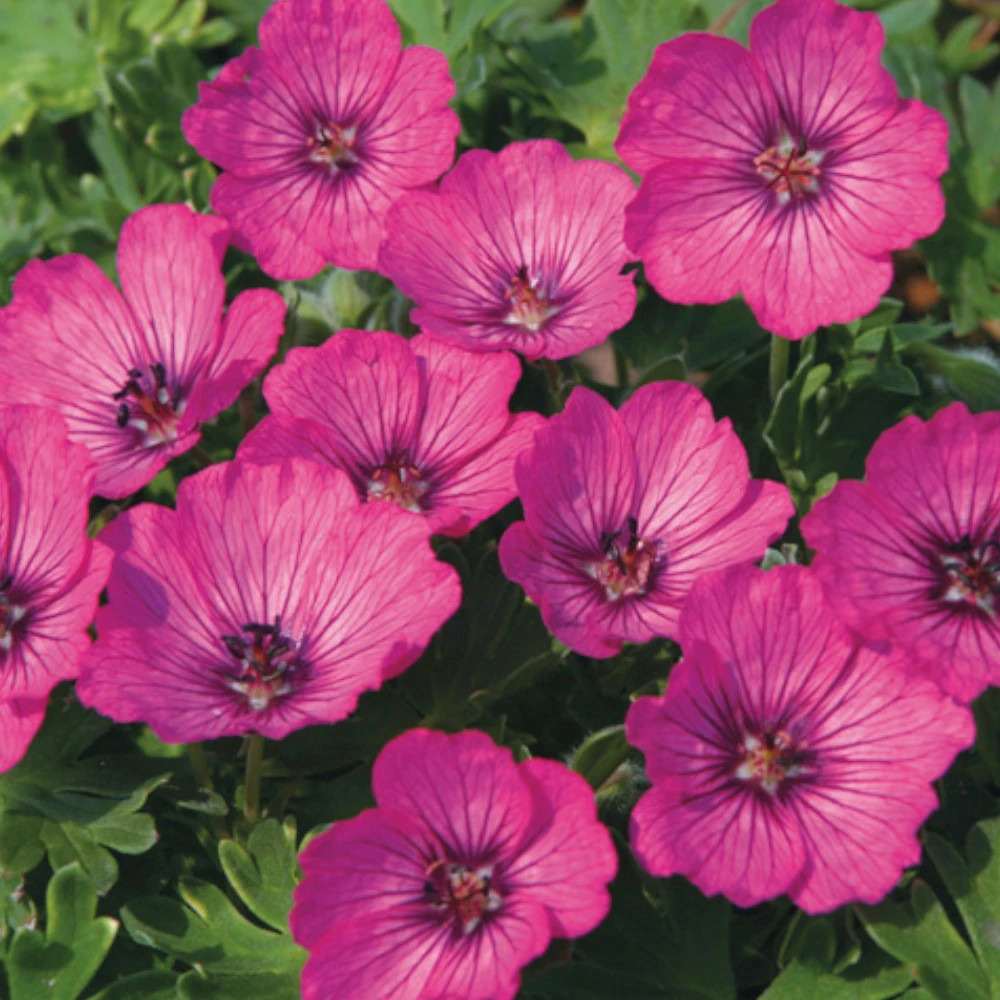 Géranium vivace carol godet