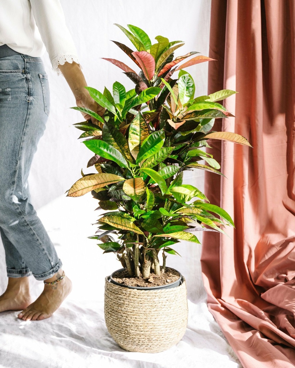 Codiaeum croton iceton 120cm - plante d'intérieur