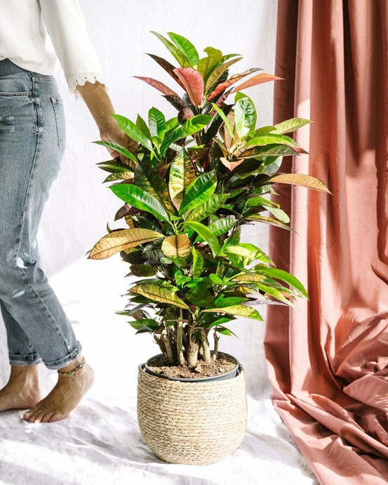 Codiaeum croton iceton 120cm - plante d'intérieur