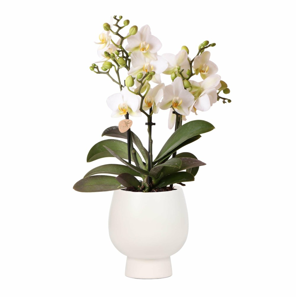 Orchidée blanche et son pot blanc - hauteur 35cm