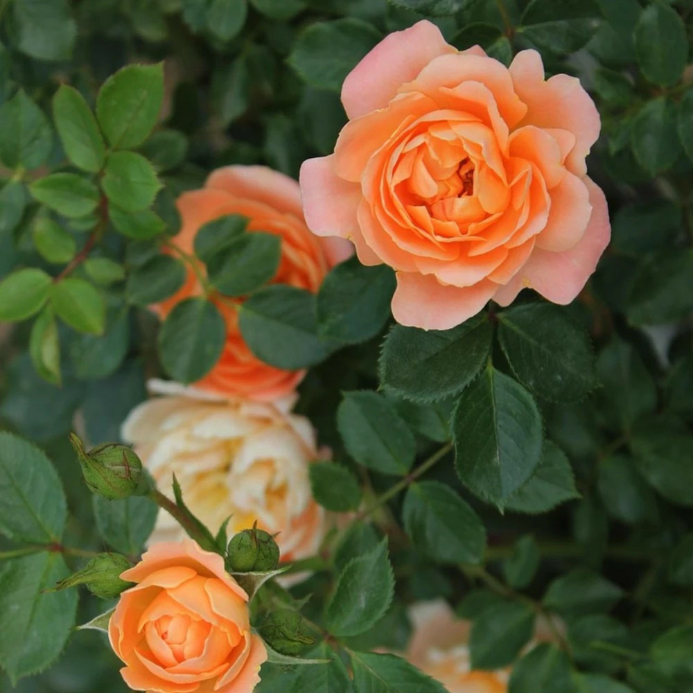 Rosier grimpant polka® 'meitossier' pot de 5l