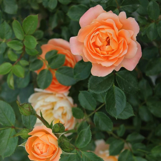 Rosier grimpant polka® 'meitossier' pot de 5l