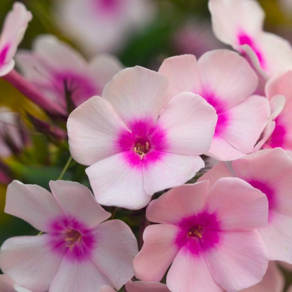 3 phlox 'europa'