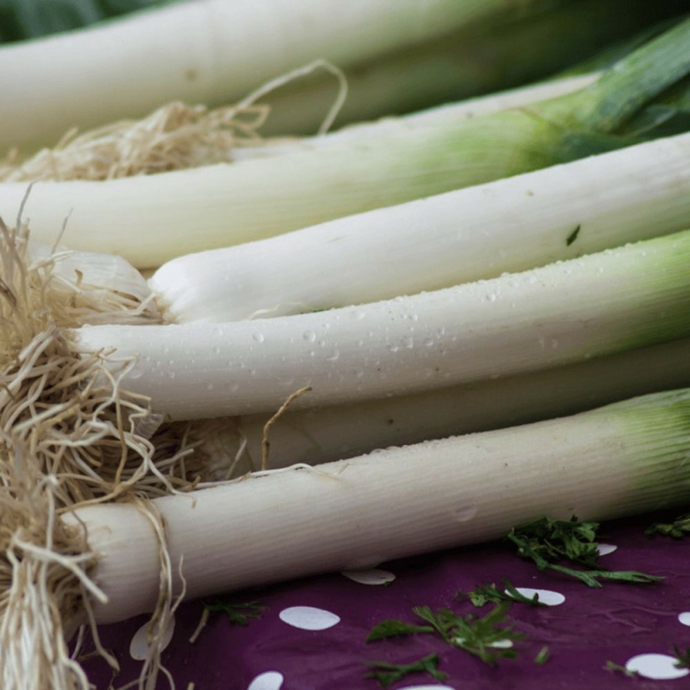 Plants de poireau bleu de solaise pot de 1 litre - 25 plants