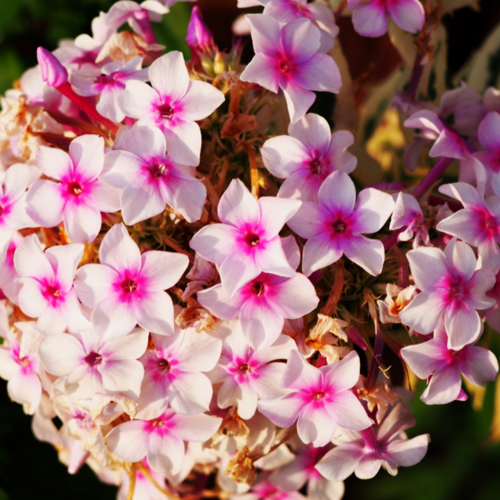 Phlox paniculata amethyst - 10 cm godet de 9 cm - vert