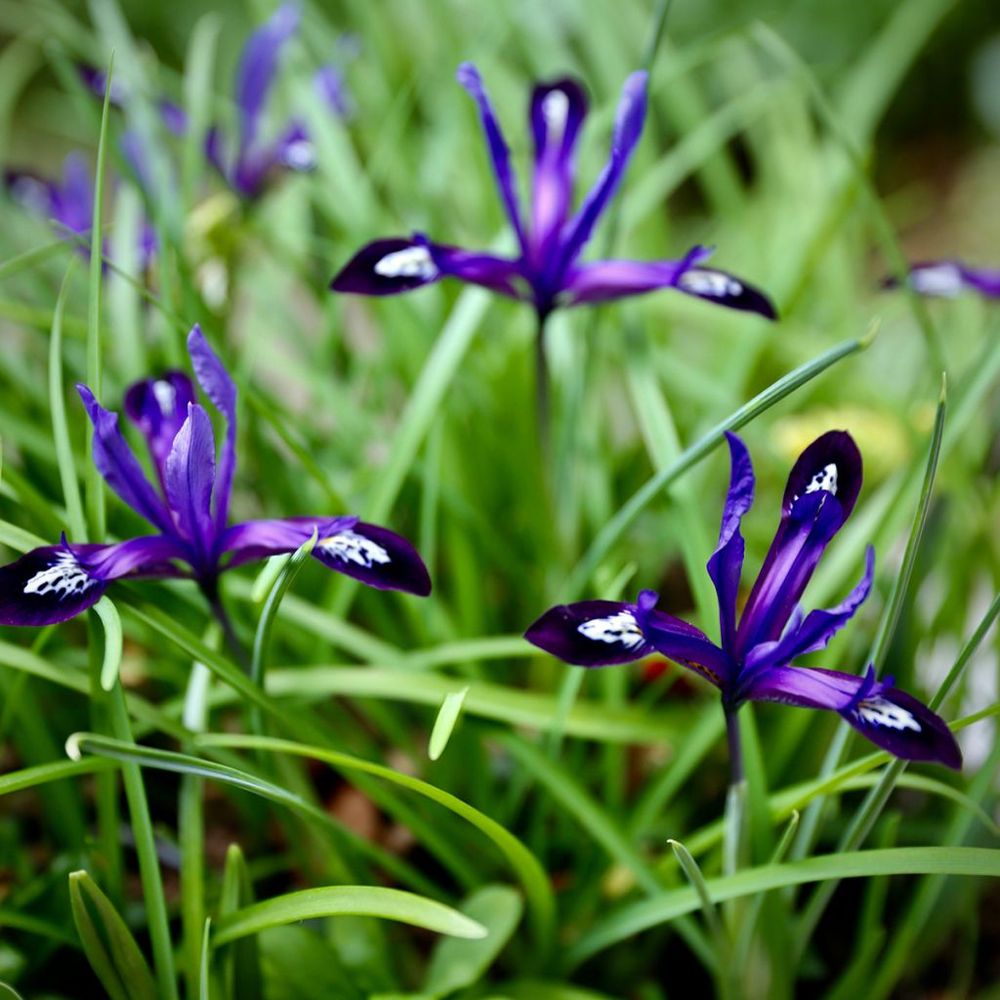 Iris réticulé 'blue note' bulbe calibre 5+ (par 30)