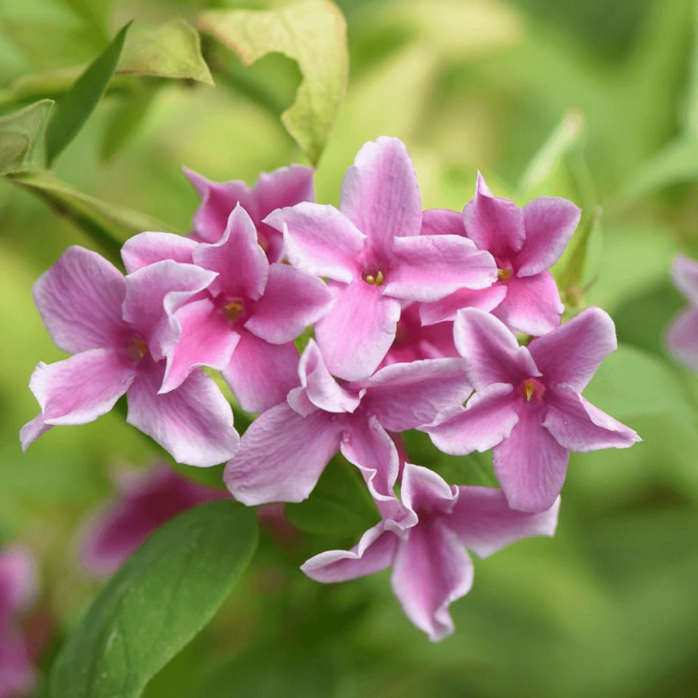 Jasmin starry® summer scent 'ganmin 1701' godet - 5/20 cm