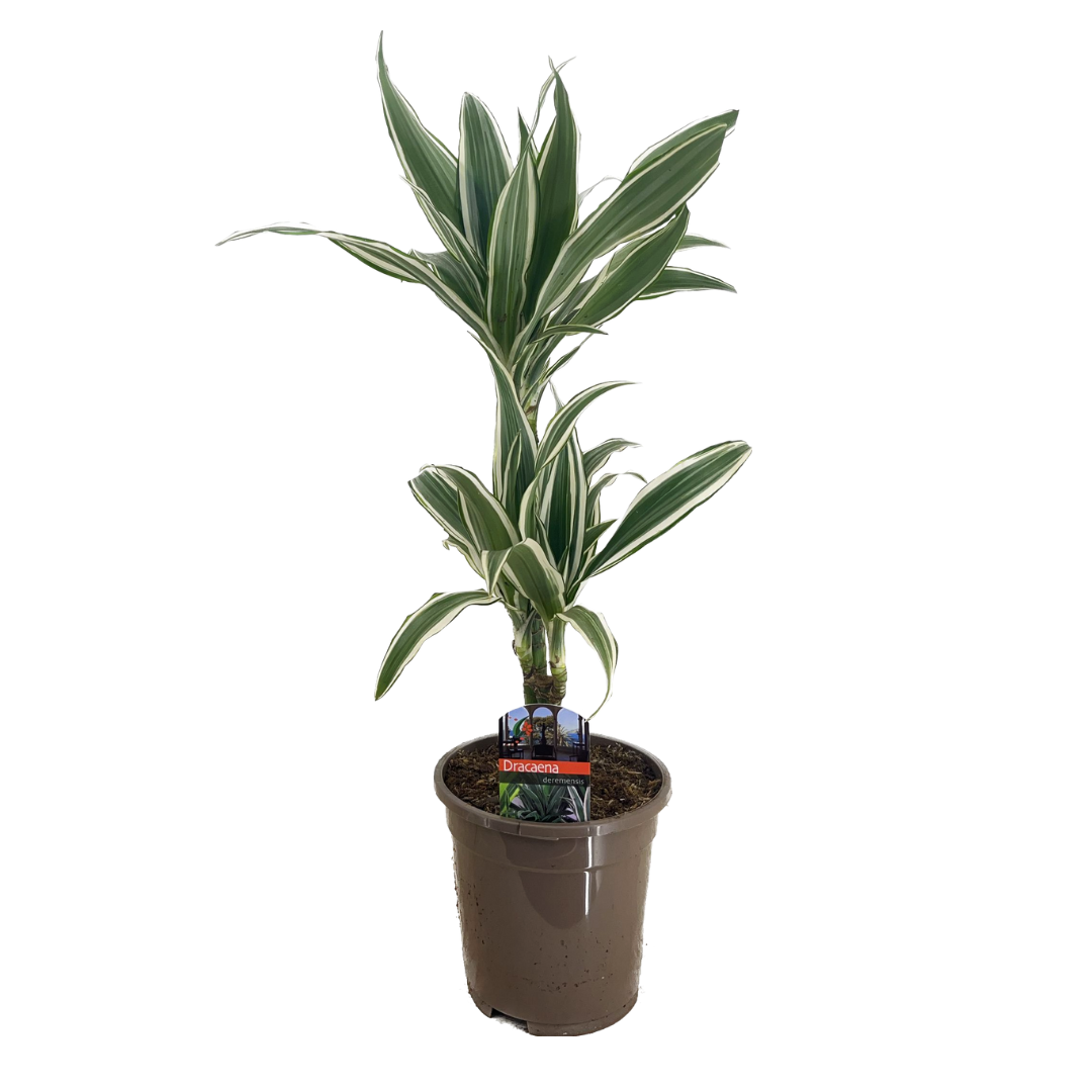 Plant in a Box - Kentia Palmier XXL - Howea Forsteriana - Plante verte  interieur vivante - Purifiante - Pot 24cm - Hauteur 150-170cm : :  Jardin
