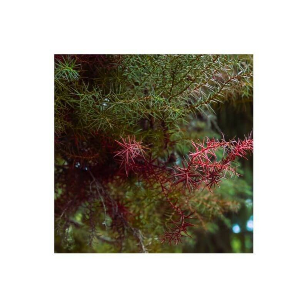 Cèdre du japon 'elegans' (cryptomeria japonica elegans) - godet 9cm