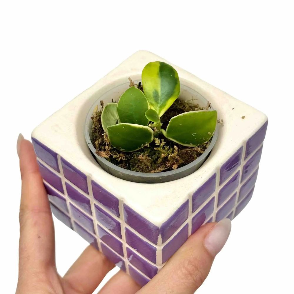 Hoya heuschkeliana albomarginata - pot de 6cm