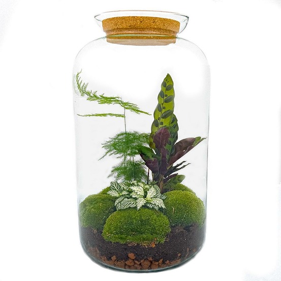 Kit terrarium diy - salen - sans outil