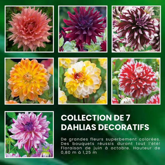 Super collection dahlias decoratifs - 7 bulbes