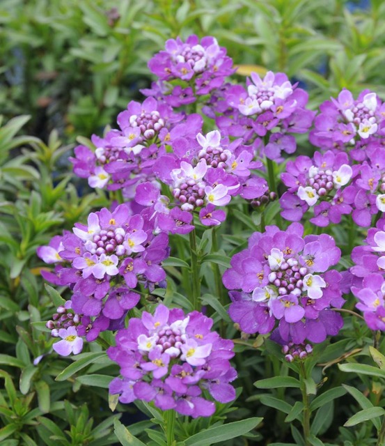 Iberis sempervirens plante vivace - 3 godets