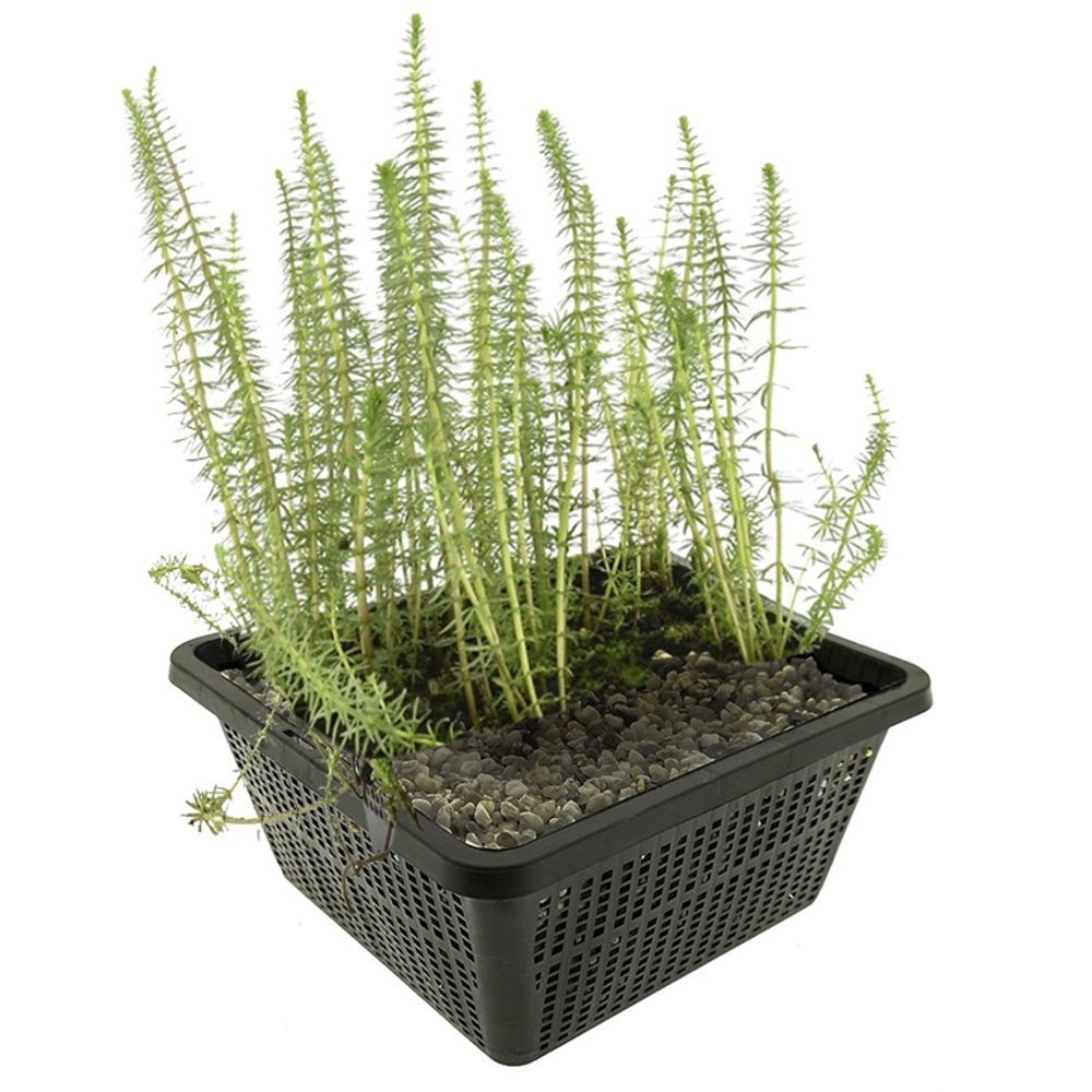 Lidsteng hippuris vulgaris vijverplant - 4 planten set met mand & substraat
