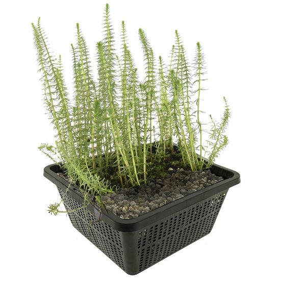 Lidsteng hippuris vulgaris vijverplant - 4 planten set met mand & substraat