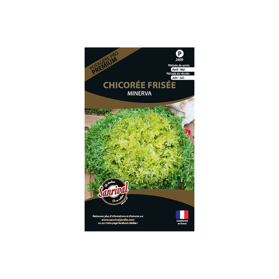 Graines potagères premium chicorée frisée minerva