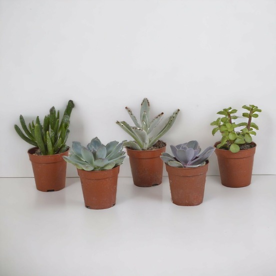 Coffret succulente - lot de 5 plantes h13cm