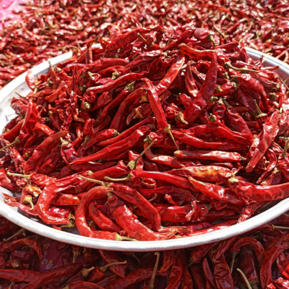 Graines de piment de cayenne - vilmorin sachet
