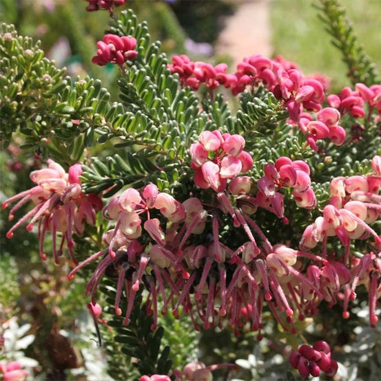 Grévillier 'tamboritha compacta' pot de 2l/3l