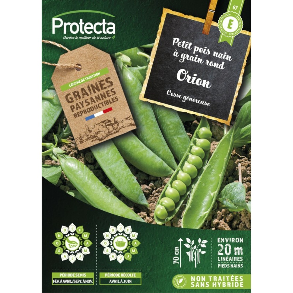 Graines paysannes - pois nain à grain rond orion