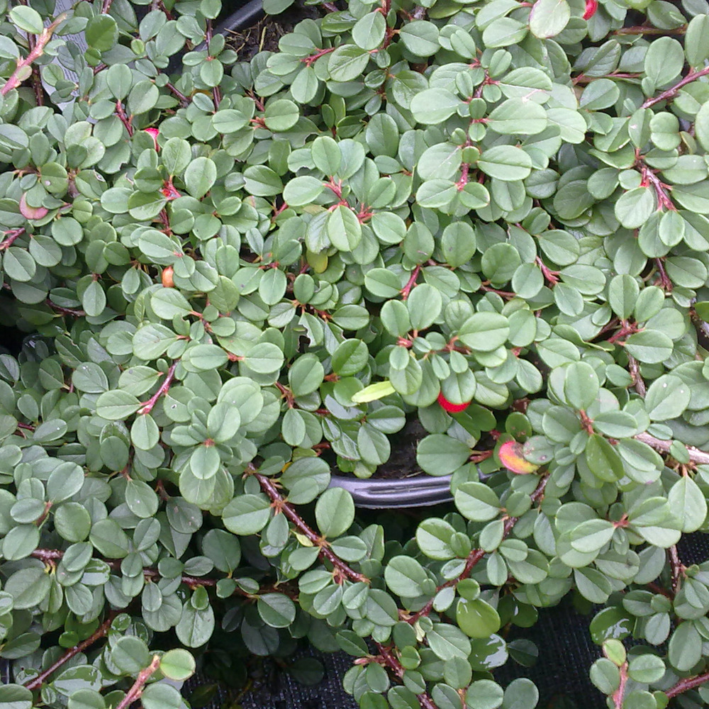 6 x cotonéaster à petites feuilles - cotoneaster procumbens 'streib's findling'  - godet 9cm x 9cm