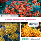Kit haie défensive - 3 variétés de pyracanthas - lot de 100 godets