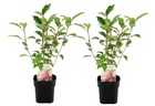 Hydrangea paniculata vanille-fraise - hortensia - set de 2 - ⌀17cm - h25-40cm