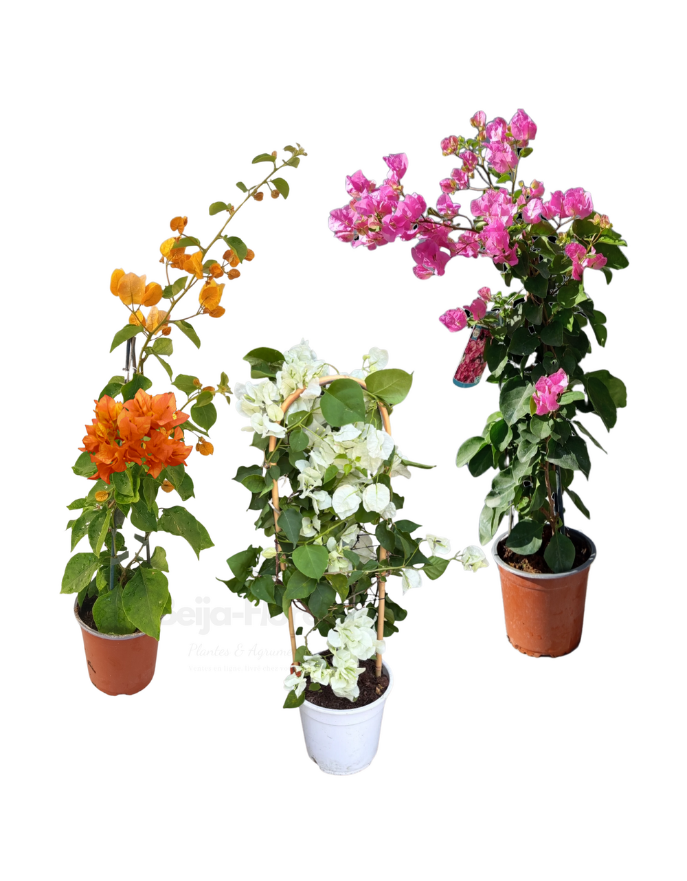 Pack trio bougainvilliers en pot 14 cm hauteur 40 à 60 cm