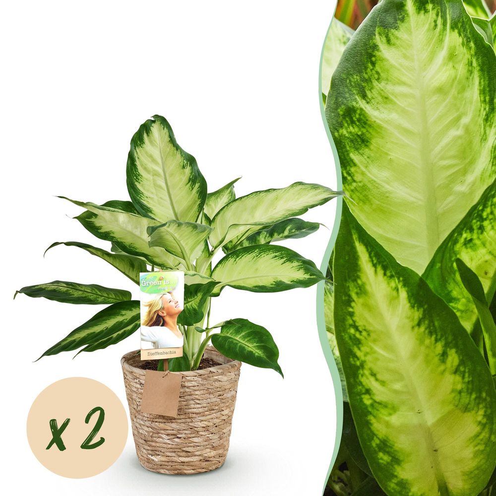 Diefenbachia camilla - dieffenbachia - pot de 17cm - hauteur 45-50cm - plantes d'intérieur