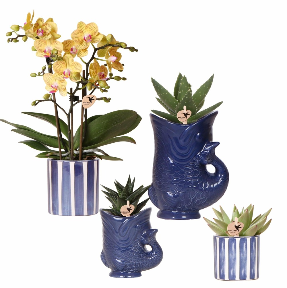 Ensemble d’orchidée lima et de succulentes dans des cache-pots en céramique - & - h1 cm