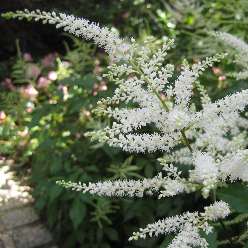 Astilbe du japon 'washington' godet de 8/9 cm