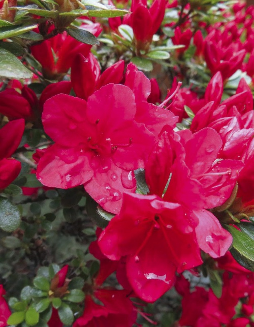 Azalée japonaise 'hino crimson' pot de 2l/3l