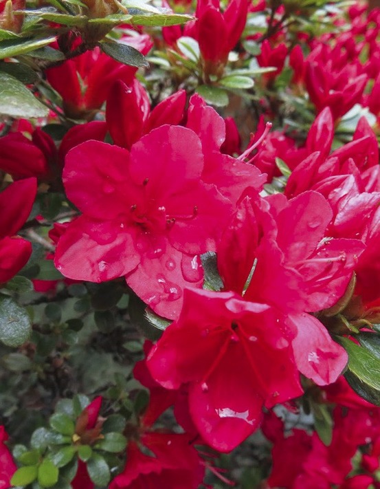 Azalée japonaise 'hino crimson' pot de 2l/3l