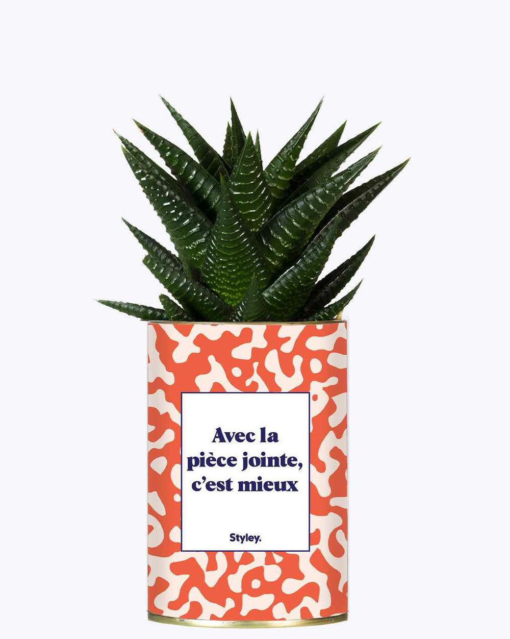 Plante facile à entretenir - avec la pièce jointe - cactus