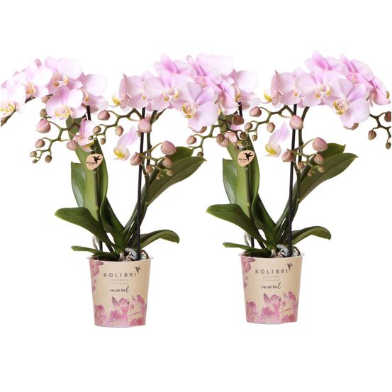 De 4 orchidées phalaenopsis - portugal - fleurie - h35 cm