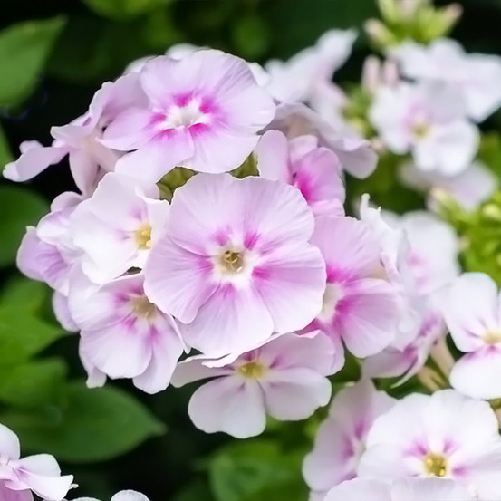 Phlox 'younique bicolor' pot de 2l/3l