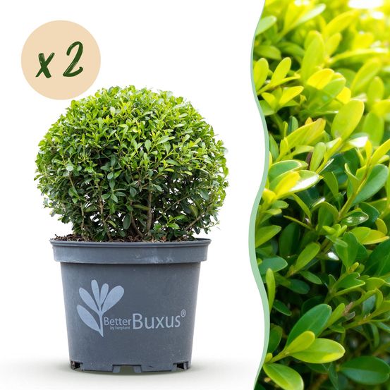 Buis - lot de 2 - pot 23 cm - hauteur 25 cm - plante d'extérieur