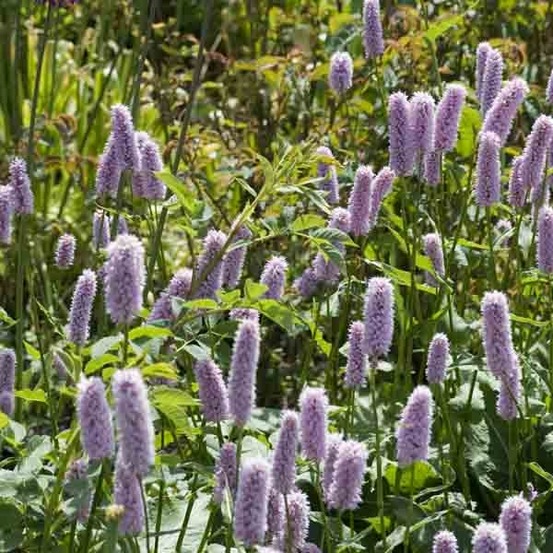 Renouée bistorte 'superba' pot de 2l/3l