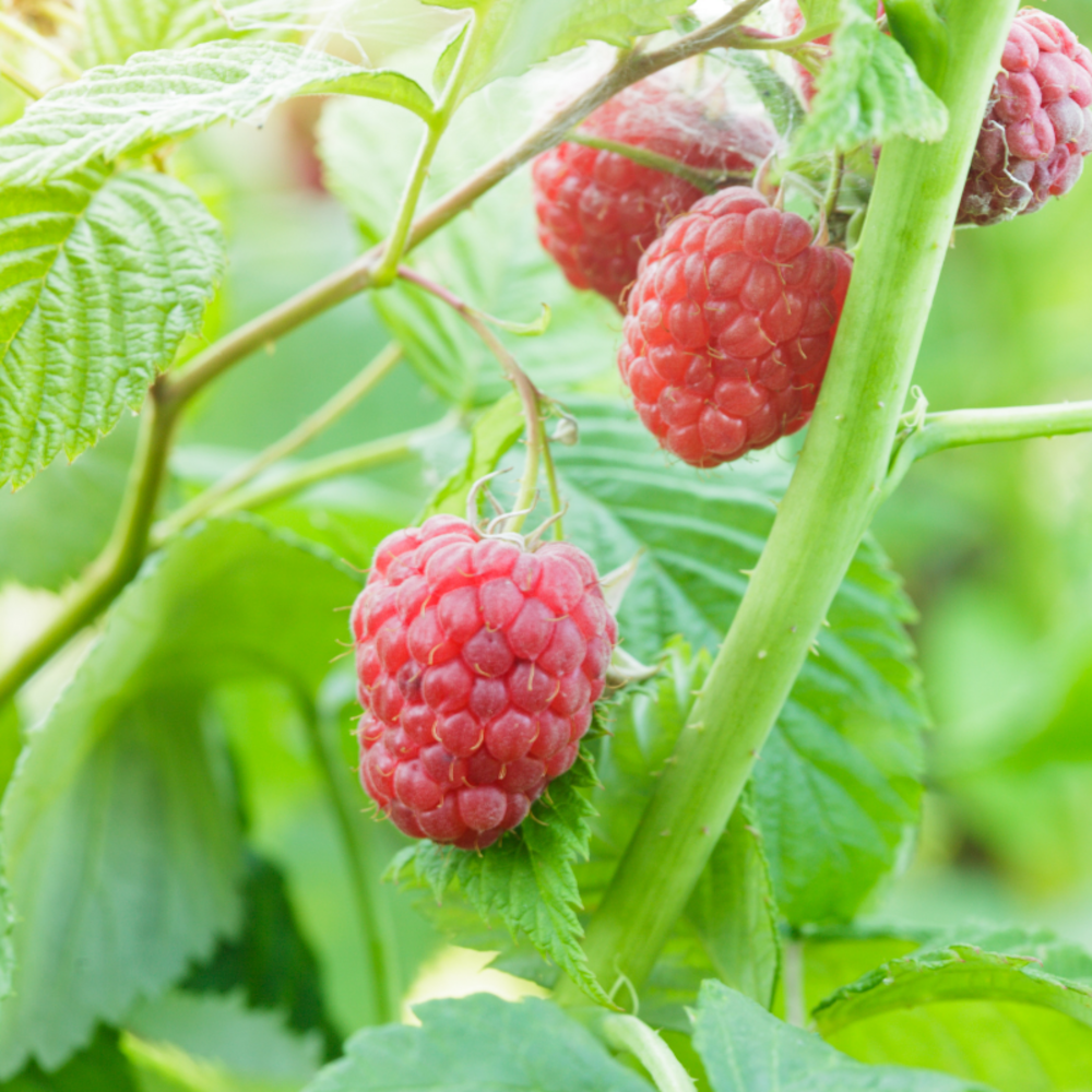 Framboisier schönemann - rubus idaeus schönemann 50/60cm