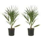 2x chamaerops humilis – palmier nain européen – palmier – résistant à l'hiver - ⌀15 cm - ↕50-60 cm