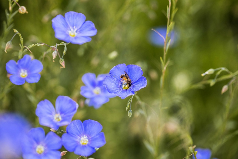Sachet de graines de lin vivace bleu - sachet de 2 grammes - petite entreprise française