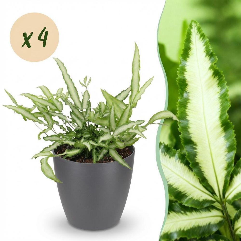 Pteris cretica albolineata - pet-friendly - plante fougère - pot de 12cm - hauteur 20-30cm - plantes d'intérieur