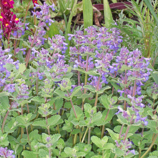 Herbe à chat, chataire godet de 8/9 cm